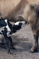 Four day old bull calf of highly prized black and white colour known as marial with equally prized pink nose suckling from mother. The animal will become a song ox.Dinka Color