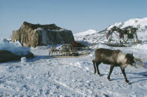 Koryak tent sleigh and reindeer.