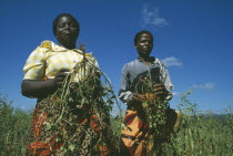 Crop workers with their organic groundnut crop