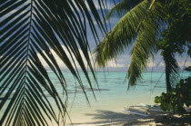 Moorea.  Beach partly framed by palm tree fronds.