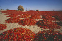 Chillies spread out to dry near Pokhran.