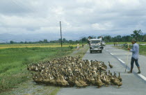 Peasant farmer herding flock of ducks across road in key NPA land reform area.