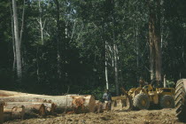 Row of trees cut down by loggers for the timber industry