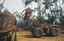 Timber workers clearing the rainforests
