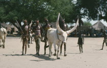 Dinka Cattle festival or Fertility festival with group of young men with large horned bullToich