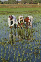 Three women working together in paddy field.