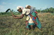 Young woman carrying her baby strapped to her back whilst tilling land by hand.