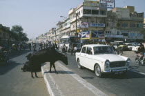 Cows crossing the road in traffic