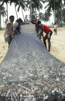 Men pulling fishing nets full of fish out of sea.