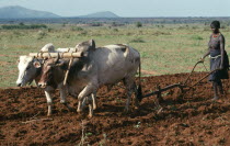 Jie woman ploughing maize field using ox drawn plough.Jie are a central subtribe of the pastoral Karamojong