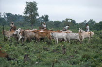 Gauchos with cattle on deforested landBrasil Brazil
