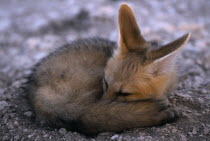 Cape Fox pup in Etosha  Namibia  curled up waiting at the den for the parents to return.