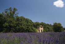 View over lavender field toward small stone building in the trees.