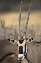 Beisa Oryx.  Single male  head shot.Oryx Beisa