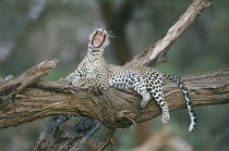 Leopard  Panthera Pardus .  Single animal lying on tree branch yawning.