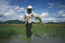 Person harvesting rice seedlingsnorth east