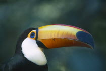 Toco Toucan in Brazilian rainforest