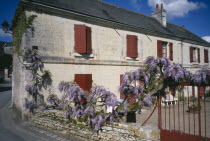 House with wisteria growing along wall