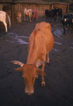 Cows in Manyatta Olanana
