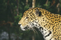 Belize.  Portrait looking to right.