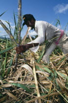 Sugar Cane Harvest