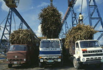 Sugar cane being unloaded from trucks at refinery