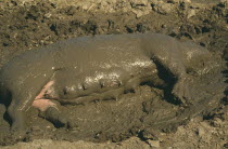 Sow wallowing in mud with head almost completely submerged.