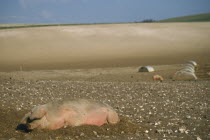 Pigs outside in hillside field.Free range