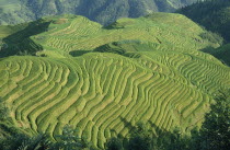 Rice terraces on hilltops