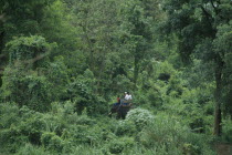 People Elephant Trekking through lush green jungle.