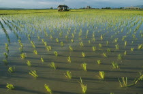 Replanting rice.