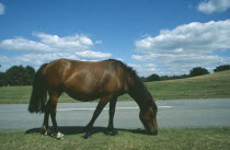 New Forest Pony grazing on grass next to road side.