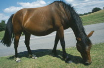 New Forest Pony grazing on grass next to road side.