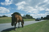 New Forest Pony grazing on grass next to road side with car approaching.