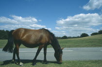New Forest Pony grazing on grass next to road side.