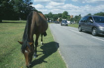 New Forest Pony grazing on grass next to road side with cars traveling past.