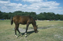 New Forest Pony grazing on grass.