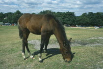 New Forest Pony grazing on short grass.