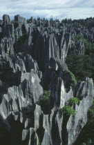 The Stone Forest. Grey limestone rock pinnacles.Asia Asian Chinese Chungkuo Gray Jhonggu Zhonggu