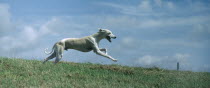Bi-coloured Whippet hound running through open countryside.