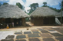 Cloves  spices  spread out in the sun to dry. Children standing in a hut behind.Unguja Unguja