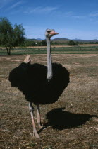 Single male  Struthio camelus  standing.