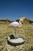 Uros Floating Islands. Captive flamingo standing on one leg  alone in a pool of water.