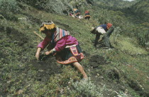 Local people planting trees on reforestation project. Cuzco  Cuzco