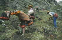 Local people tree planting on reforestation project. Cuzco  Cuzco