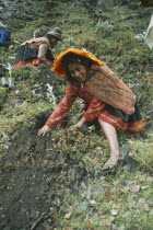 Local Quechuan girl in traditional dress  tree planting on reforestation project. Cuzco  Cuzco