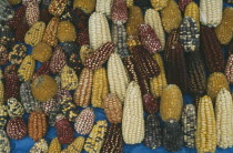 Maize cobs of different colours.Cuzco Pisaq CornCuzco Pisaq Corn