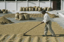 Man laying out coffee beans to dry in the sun  lots of full bags in the background.