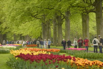 The Keukenhof Gardens. People walking past a row of trees and flower beds full of tulips and daffodils.Spring Netherlands