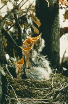 Thrush chicks in nest with beaks wide open.